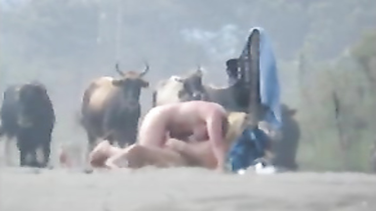 Bald man pounding his large-breasted lady in a pasture